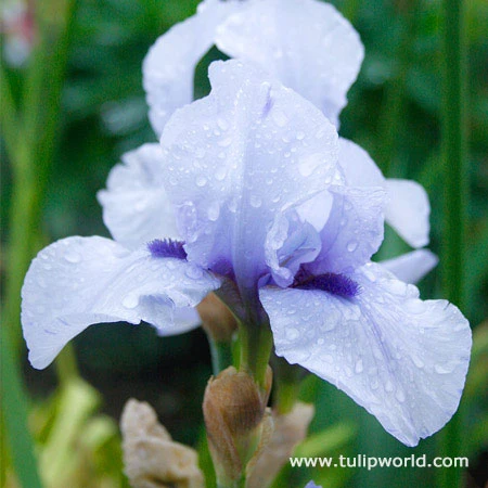 Cool Bearded Iris Collection 4 Cool Bearded Iris Collection - Image 2