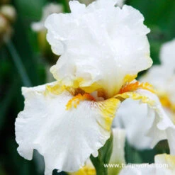Warm Bearded Iris Collection -Garden Supplies Sales Store 35137