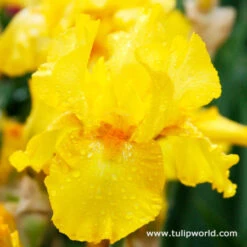 Warm Bearded Iris Collection -Garden Supplies Sales Store 35138 1