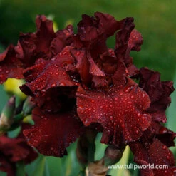 Warm Bearded Iris Collection -Garden Supplies Sales Store 35142 warrior king bearded iris