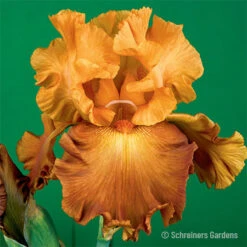 Lovely Senorita Bearded Iris