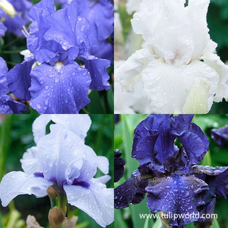 Cool Bearded Iris Collection 3 Cool Bearded Iris Collection