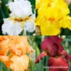 Warm Bearded Iris Collection -Garden Supplies Sales Store 35154 warm bearded iris collection