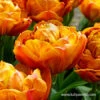 Brownie Double Late Tulips 1 Brownie Double Late Tulips -Garden Supplies Sales Store 36100 tulipa brownie