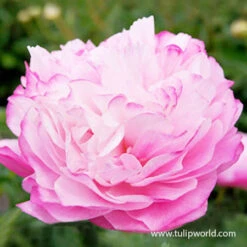 Peony Collection 16 Peony Collection -Garden Supplies Sales Store 36105 joker peony