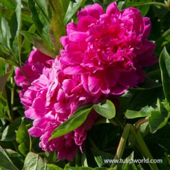Peony Collection 14 Peony Collection -Garden Supplies Sales Store 36106 kanas peony