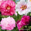 Peony Collection -Garden Supplies Sales Store 36108 peony collection