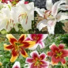 Perennial Lily Garden Collection -Garden Supplies Sales Store 36109 perennial lily garden collection