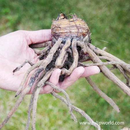 Shelfords Hybrid Mix Foxtail Lily 4 Shelfords Hybrid Mix Foxtail Lily - Image 2