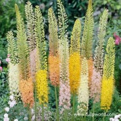 Shelfords Hybrid Mix Foxtail Lily