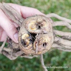 Shelfords Hybrid Mix Foxtail Lily 7 Shelfords Hybrid Mix Foxtail Lily -Garden Supplies Sales Store 37112 shelford hybrids mix eremurus 3