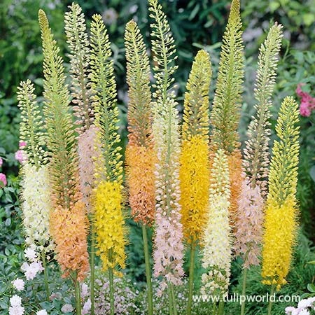 Shelfords Hybrid Mix Foxtail Lily 3 Shelfords Hybrid Mix Foxtail Lily