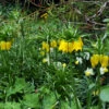 Yellow Fritillaria - Lutea -Garden Supplies Sales Store 37114 1