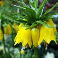 Yellow Fritillaria - Lutea -Garden Supplies Sales Store 37114 2