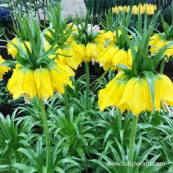 Yellow Fritillaria - Lutea -Garden Supplies Sales Store 37114 fritillaria lutea
