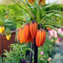 Aurora Fritillaria -Garden Supplies Sales Store 37116 2