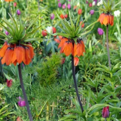 Aurora Fritillaria -Garden Supplies Sales Store 37116 3