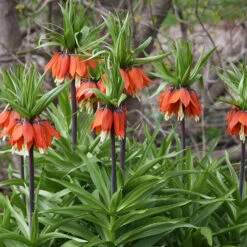 Red Fritillaria - Rubra Maxima