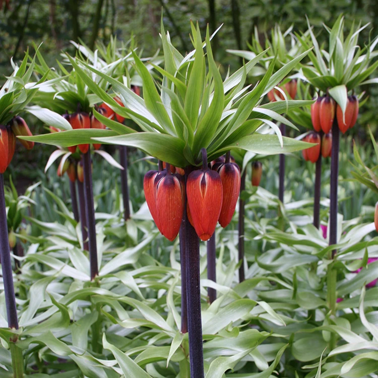 Red Fritillaria - Rubra Maxima 5 Red Fritillaria - Rubra Maxima - Image 3