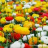 Mixed Ranunculus -Garden Supplies Sales Store 37121 mixed colors ranunculus