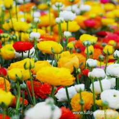 Mixed Ranunculus