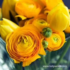 Glowing Ranunculus Collection -Garden Supplies Sales Store 37125 yellow ranunculus 1