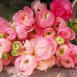 Ranunculus Collection -Garden Supplies Sales Store 37127 1