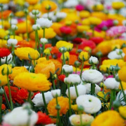 Ranunculus Collection -Garden Supplies Sales Store 37128 1