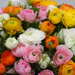 Ranunculus Collection -Garden Supplies Sales Store 37128 2
