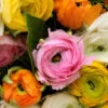 Ranunculus Collection -Garden Supplies Sales Store 37128 3
