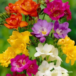 Warm Climate Spring Blooming Garden Collection -Garden Supplies Sales Store 37131 mixed freesia