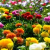 Tecolote® Ranunculus Mixed -Garden Supplies Sales Store 37135 mixed ranunculus