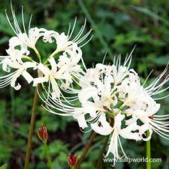 White Lycoris- Lycoris Albiflora