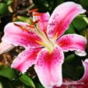Stargazer Oriental Lily 2 Stargazer Oriental Lily -Garden Supplies Sales Store 37137 stargazer oriental lily 1