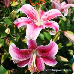 Stargazer Oriental Lily -Garden Supplies Sales Store 37137 stargazer oriental lily 2 1