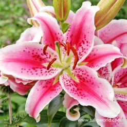 Stargazer Oriental Lily -Garden Supplies Sales Store 37137 stargazer oriental lily 3 1