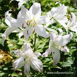 Perennial Lily Garden Collection -Garden Supplies Sales Store 37138 casablanca oriental lily 2 2
