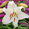 Casablanca Oriental Lily -Garden Supplies Sales Store 37138 casablanca oriental lily 3 1