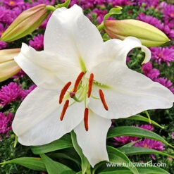 Fragrant Oriental Lily Collection -Garden Supplies Sales Store 37138 casablanca oriental lily 3
