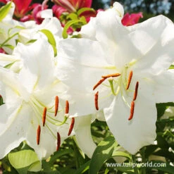 Perennial Lily Garden Collection -Garden Supplies Sales Store 37138 casablanca oriental lily 4