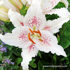 Fragrant Oriental Lily Collection -Garden Supplies Sales Store 37139 muscadet oriental lily 2