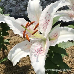 Fragrant Oriental Lily Collection -Garden Supplies Sales Store 37139 muscadet oriental lily