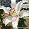 Muscadet Oriental Lily 1 Muscadet Oriental Lily -Garden Supplies Sales Store 37139 muscadet oriental lily 3