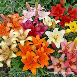 Classic Lily & Peony Collection 19 Classic Lily & Peony Collection -Garden Supplies Sales Store 37140 mixed asiatic lilies 2 2