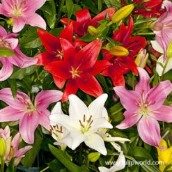 Classic Lily & Peony Collection 20 Classic Lily & Peony Collection -Garden Supplies Sales Store 37140 mixed asiatic lilies 3