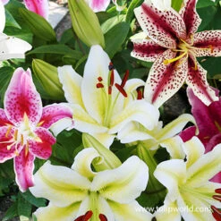Mixed Lily Collection -Garden Supplies Sales Store 37141 mixed oriental lilies 2 1
