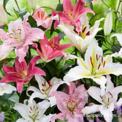 Mixed Lily Collection -Garden Supplies Sales Store 37141 mixed oriental lilies 3 1