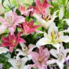 Mixed Oriental Lilies