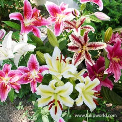 Classic Lily & Peony Collection 26 Classic Lily & Peony Collection -Garden Supplies Sales Store 37141 mixed oriental lilies 4