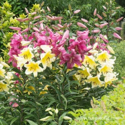 Perennial Lily Garden Collection -Garden Supplies Sales Store 37142 mixed orienpet lilies 2 3